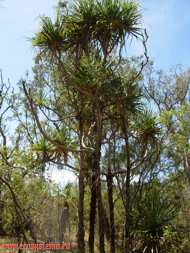 Кордилина южная, или капустное дерево (Cordyline australis).
Национальный парк Какаду (штат Северные территории)