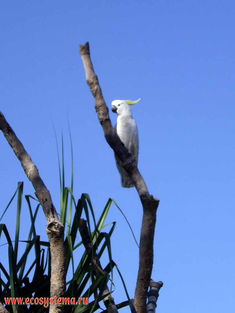 The Sulphur-crested Cockatoo (Cacatua galerita = Plyctolophus galeritus). Kakadu National Park. Northern Territory, Australia
