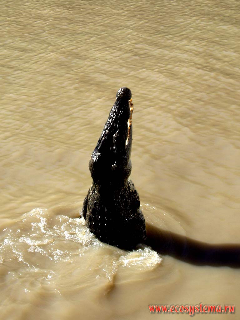 Выпрыгивающий из воды гребнистый крокодил (Crocodylus porosus).
Национальный парк Литчфилд (Личфилд)
