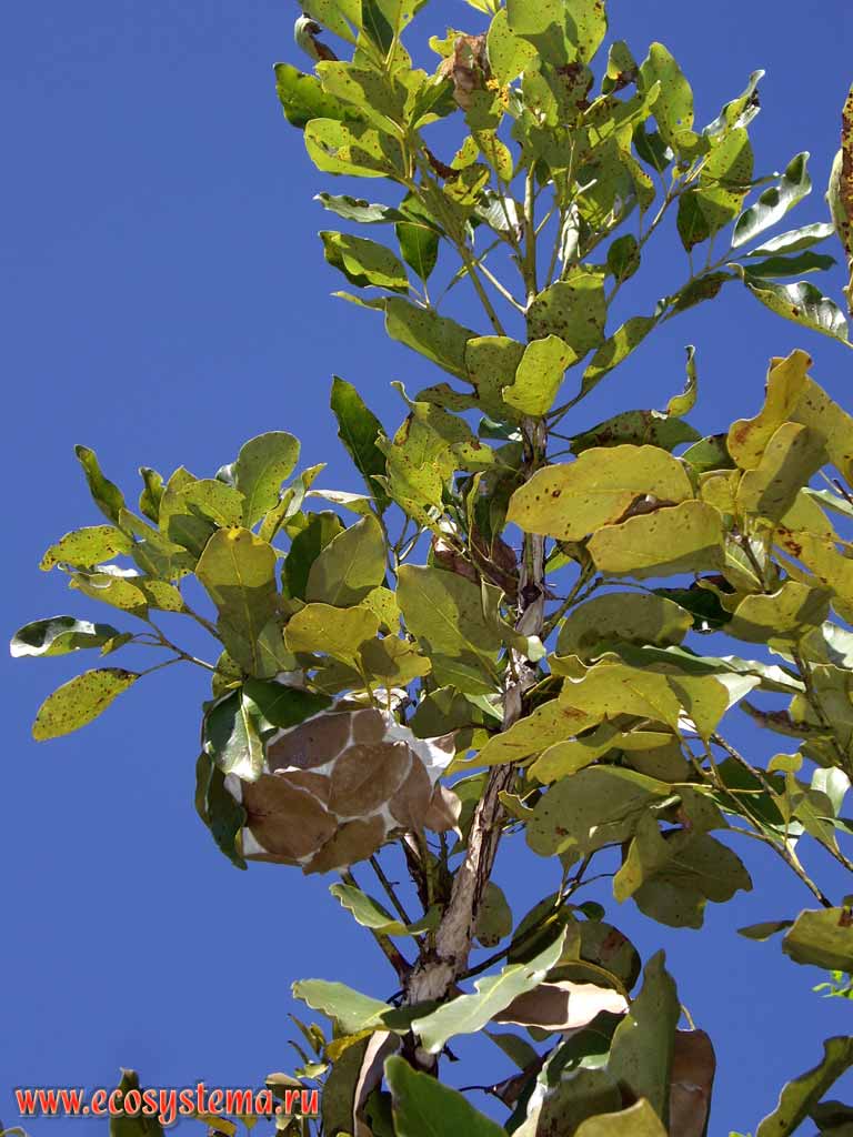 Гнездо зеленых древесных муравьев (Oecophylla smaragdina) в саванне.
Национальный парк Литчфилд (Личфилд)