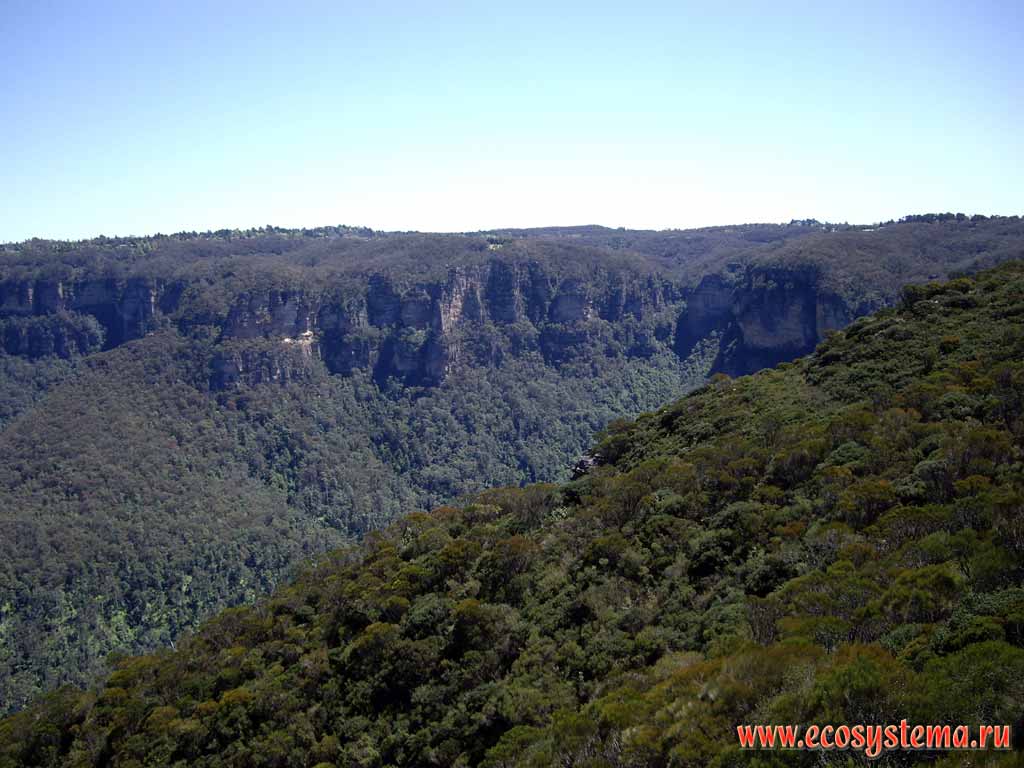 Tropical eucalyptus forest on the the Great Dividing Range. "Blue Mountains" National Park. Altitude - 1000 meters above sea level. Sydney area, New South Wales, Australia