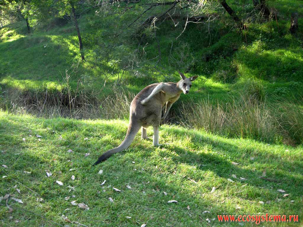 Большой серый, или лесной кенгуру (Macropus giganteus)