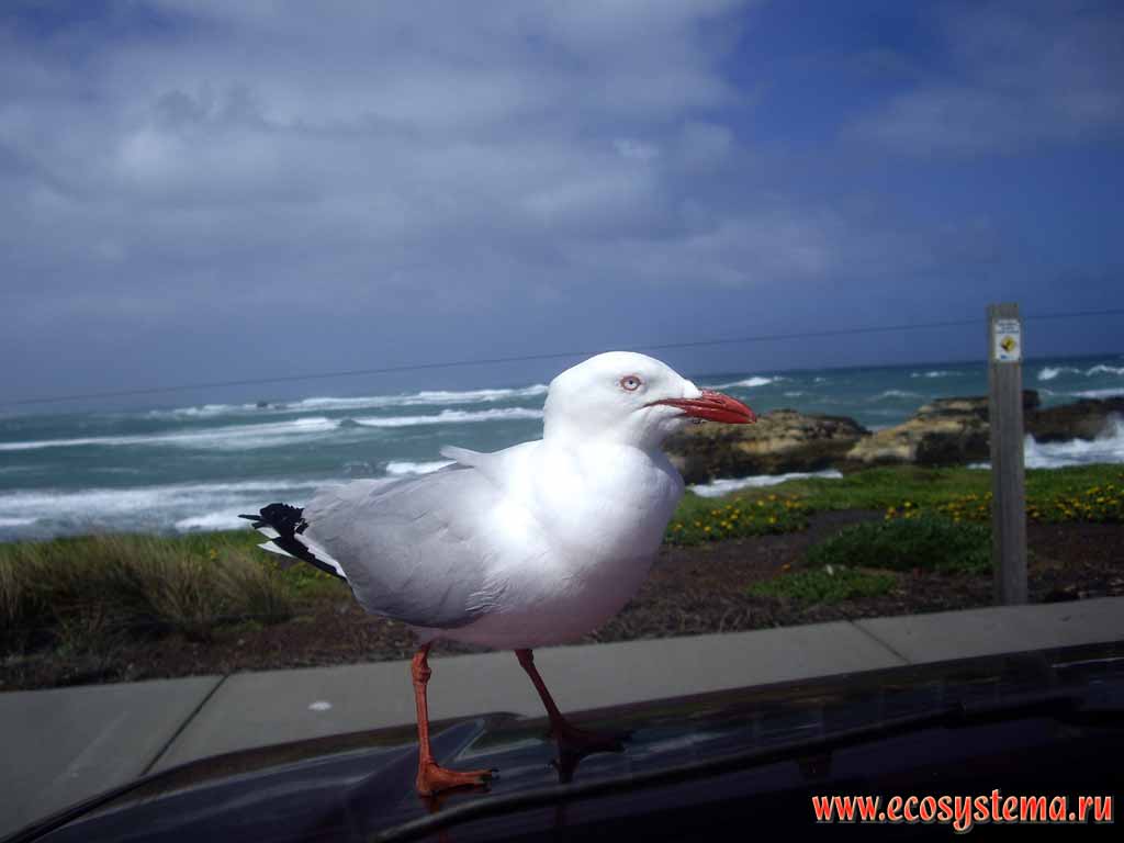Silver Gull (Larus novaehollandiae).
Phillip Island, Melbourne area, Victoria, Australia