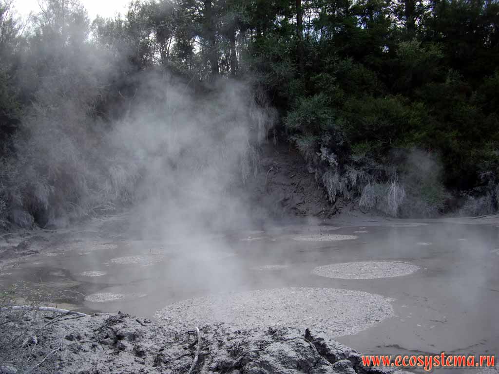 Грязевое гейзерное озеро - грязевой вулкан
(регион Бей-оф-Пленти, округ Роторуа, север острова)