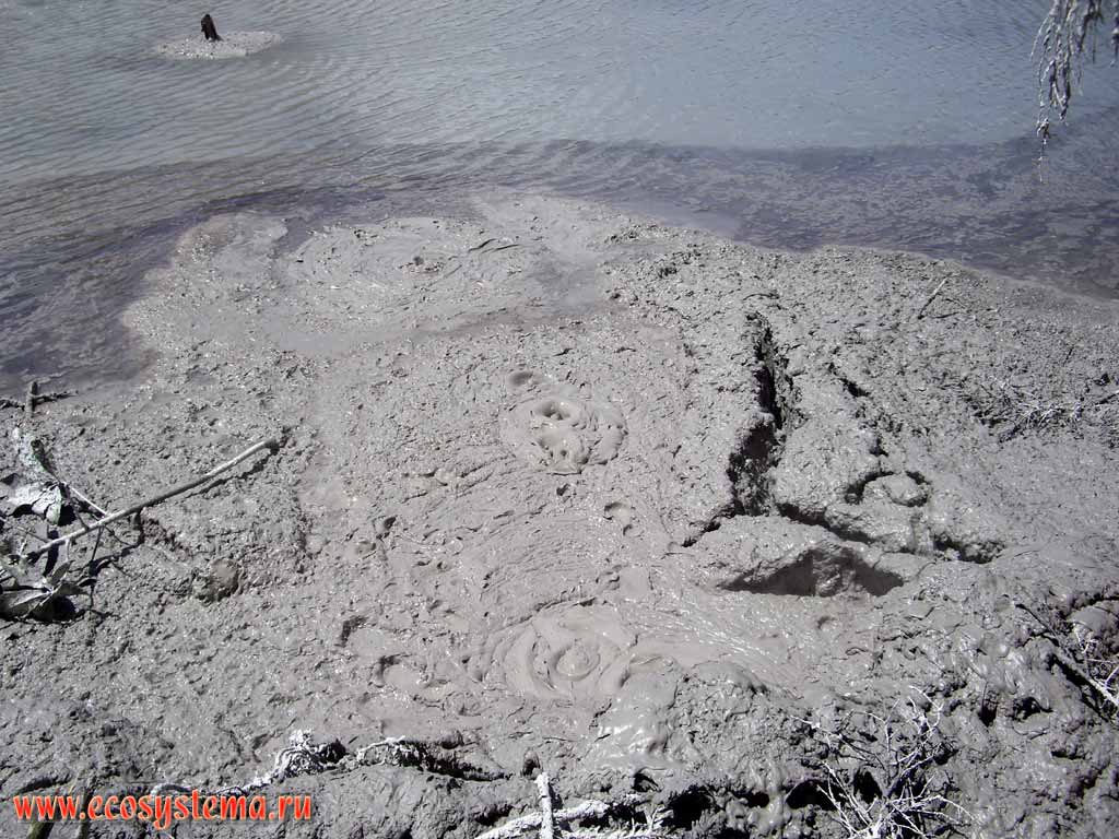 Geyser mud pool - mud volcano.
The Bay of Plenty region, Rotorua District, North Island, New Zealand