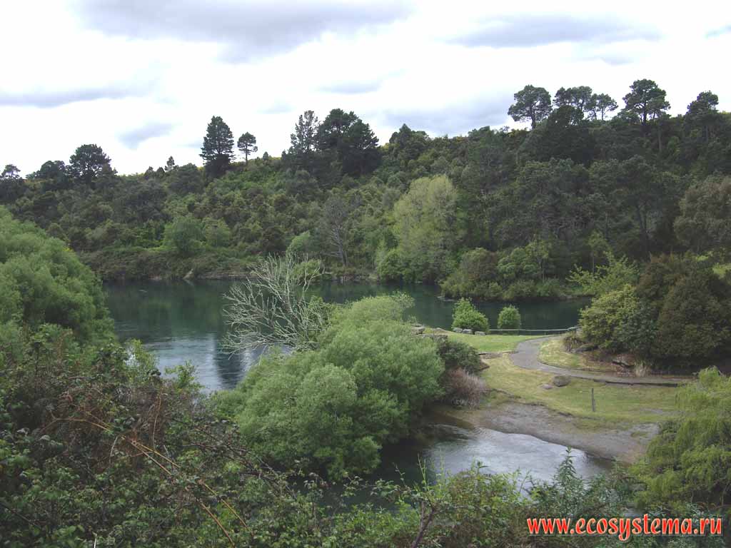 Река Вайкато (Waikato River), вытекающая из озера Таупо
(регион Бей-оф-Пленти, округ Таупо, север острова)