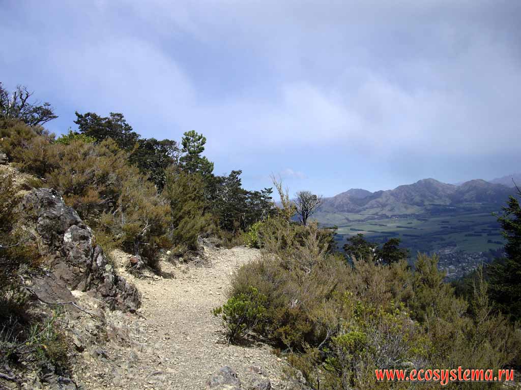 Хвойные редколесья (стланики) на склонах горного массива Изобель (Mt. Isobel).
Высота - 600 м над уровнем моря. Район Ханмер Спрингс
(регион Кентербери, восток Южного острова)