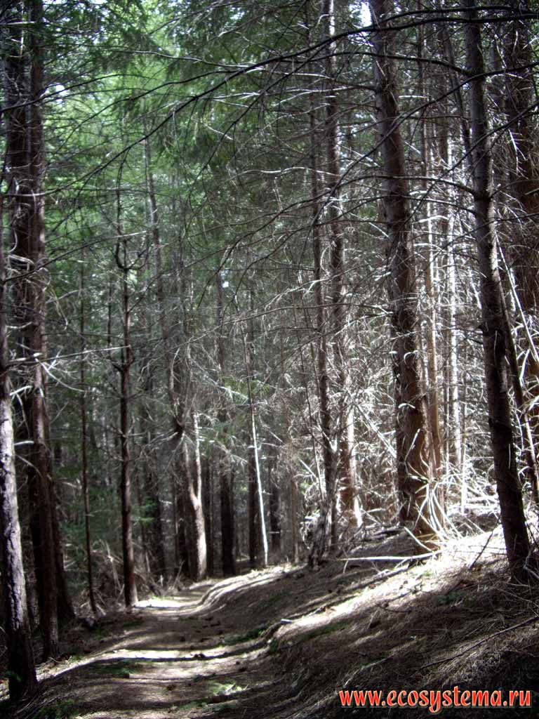 Хвойный лес с преобладанием сосны лучистой (Pinus radiata).
Высоты - 800-1000 м над уровнем моря.
Район горячих серных источников Ханмер Спрингс
(регион Кентербери, восток Южного острова)