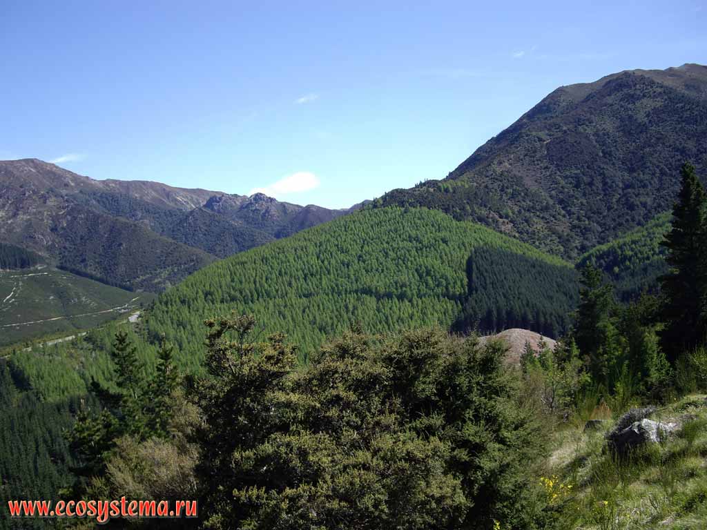 Coniferous pine forests in the high altitude forest zone.
1200 meters above sea level.
Hanmer Springs national park, Canterbury region, eastern part of the South Island, New Zealand