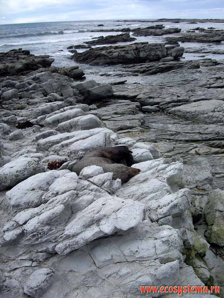 New Zealand Fur Seal (Arctocephalus forsteri) on the Pacific ocean shore.
Kaikoura district, Canterbury region, north-eastern part of the South Island, New Zealand