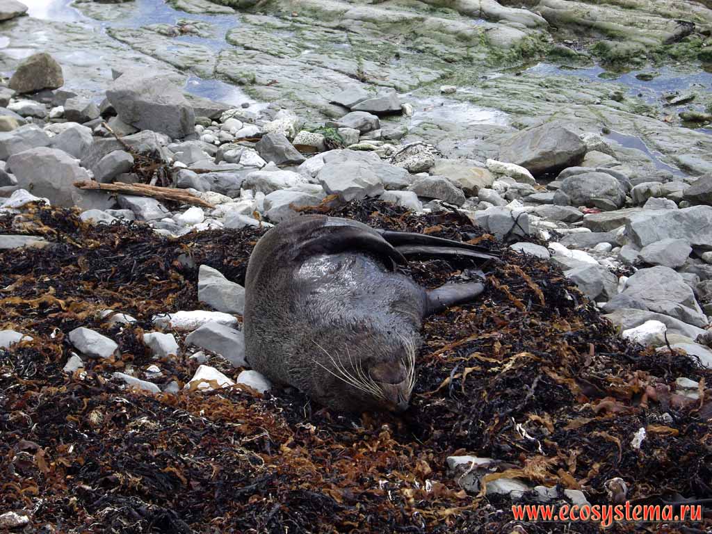 New Zealand Fur Seal (Arctocephalus forsteri) on the Pacific ocean shore.
Kaikoura district, Canterbury region, north-eastern part of the South Island, New Zealand