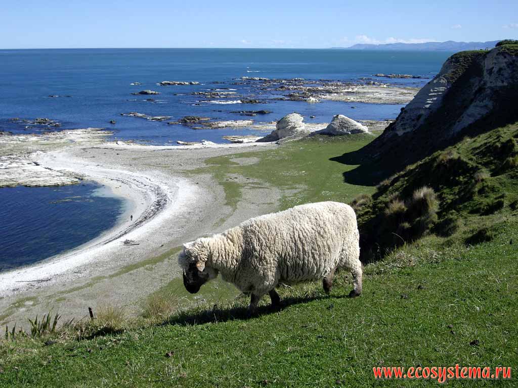 Новозеландская мериносная овца.
Район Кайкура (округ Кайкур, или Кэйкоера, регион Кентербери,
северо-восток Южного острова)