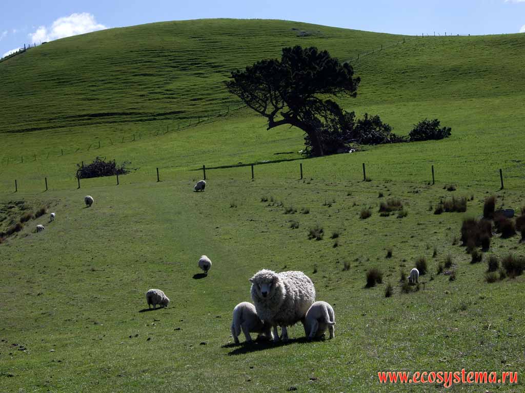 Новозеландские мериносные овцы.
Район Кайкура (округ Кайкур, или Кэйкоера, регион Кентербери,
северо-восток Южного острова)