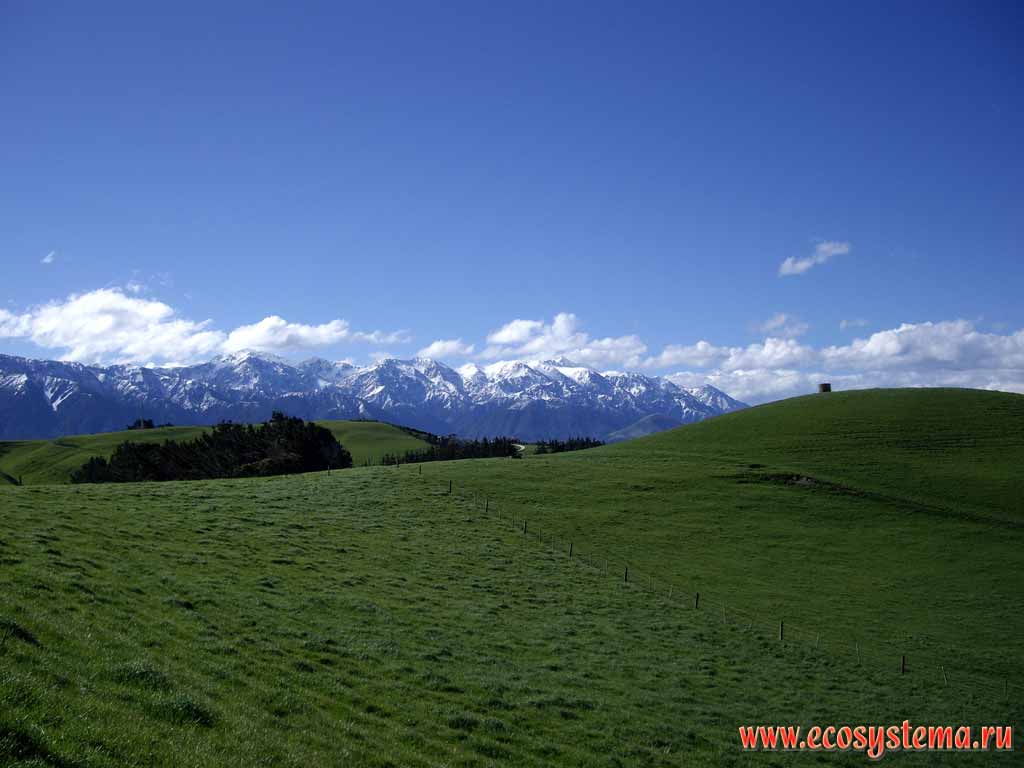 The pasture.
Kaikoura district, Canterbury region, north-eastern part of the South Island, New Zealand