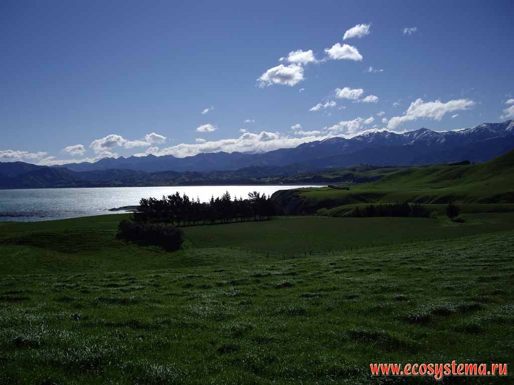 The pasture on the coastal lowland.
Kaikoura district, Canterbury region, north-eastern part of the South Island, New Zealand