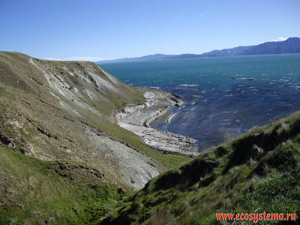 The scarp - undulating (wave) erosion zone on the Kaikoura peninsula.
Kaikoura district, Canterbury region, north-eastern part of the South Island, New Zealand