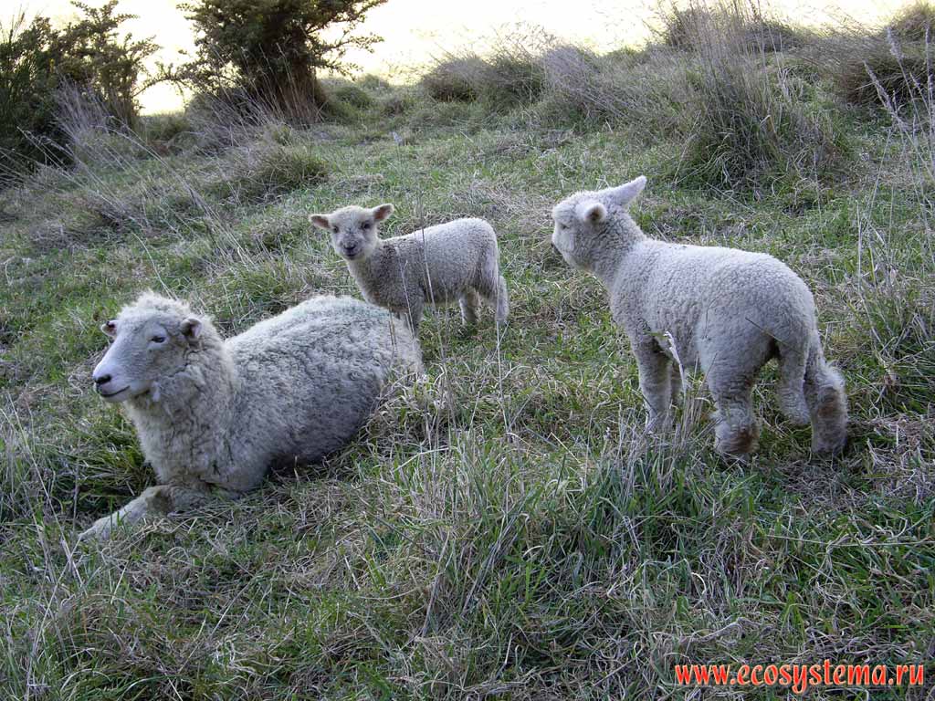 Новозеландские овцы.
Барнетт парк, Крайстчёрч (Кристчёрч)
(регион Кентербери, восточное побережье Южного острова)