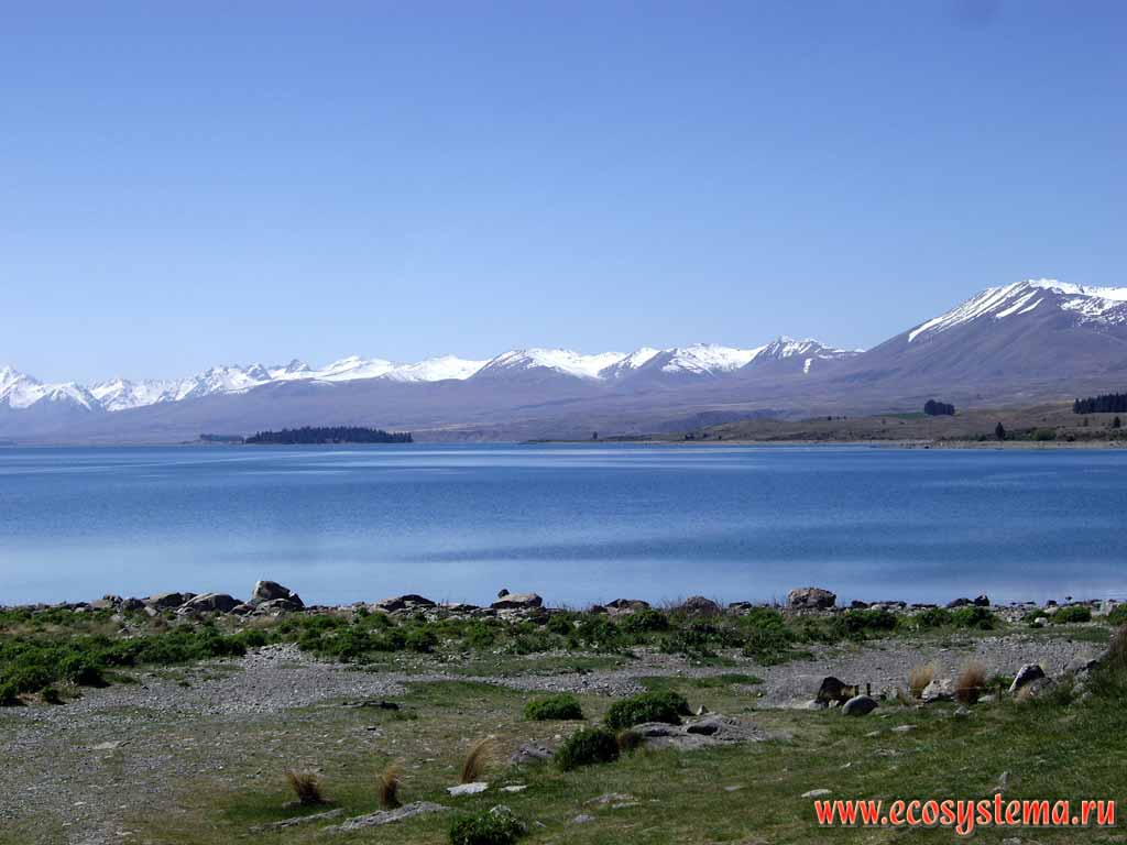 Горное ледниковое (олиготрофное) озеро Текапо (высота - 700 м н.у.м.),
регион Кентербери, Новозеландские, или Южные Альпы