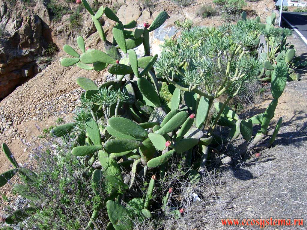 Indian Fig Opuntia (Opuntia ficus-indica) and Verode, or Berode (Senecio Kleinia = Kleinia neriifolia).
Coastal semidesert altitude zone (0-600 meters above sea level). Tenerife Island, Canary Archipelago