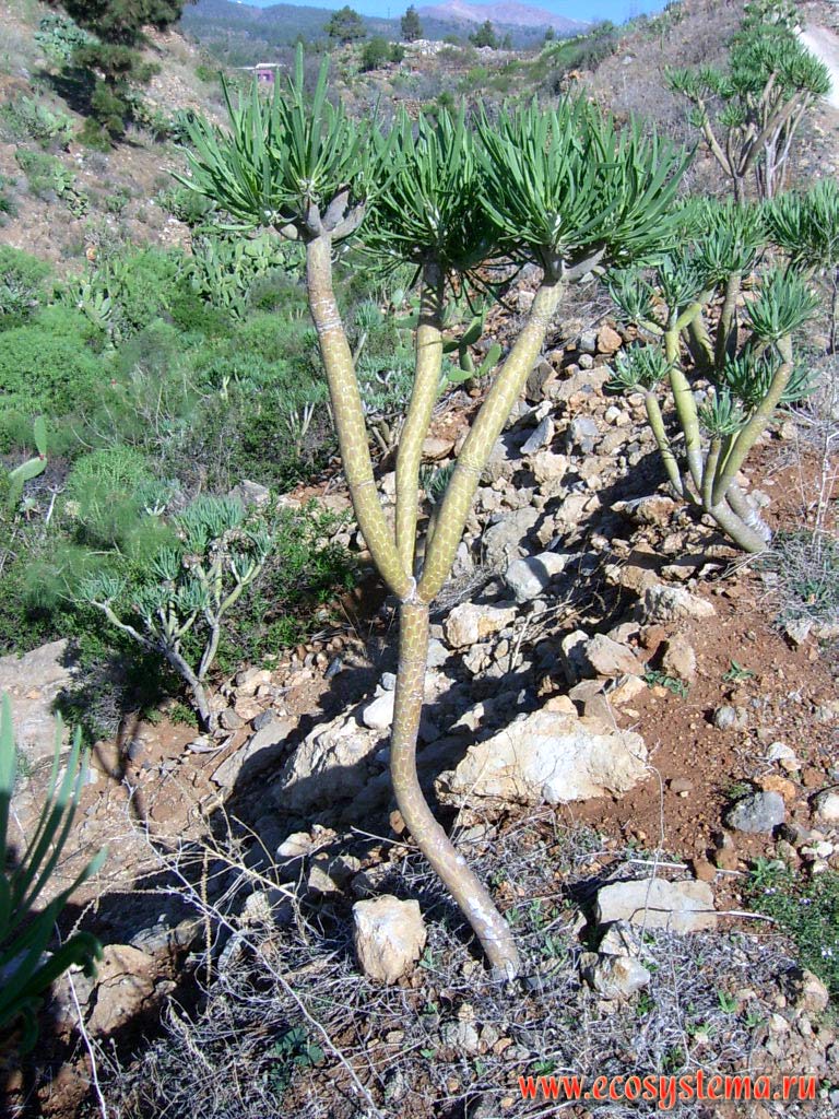 Verode, or Berode (Senecio Kleinia = Kleinia neriifolia).
Coastal semidesert altitude zone (0-600 meters above sea level). Tenerife Island, Canary Archipelago