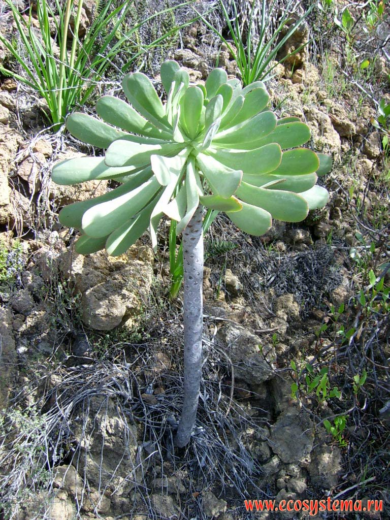 Эониум Хаворта, или эониум волнистый (Aeonium haworthii)
(возможно также Aeonium pseudourbicum)(семейство Толстянковые — Crassulaceae).
Прибрежная полупустынная зона высотной поясности
(0-600 м над уровнем моря)