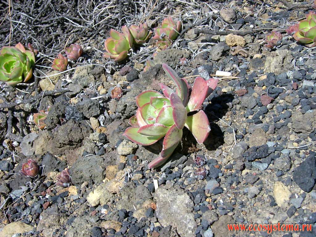 Young shoot of the Haworth's aeonium, or pinwheel (Aeonium haworthii).
Coastal semidesert altitude zone. Tenerife Island, Canary Archipelago