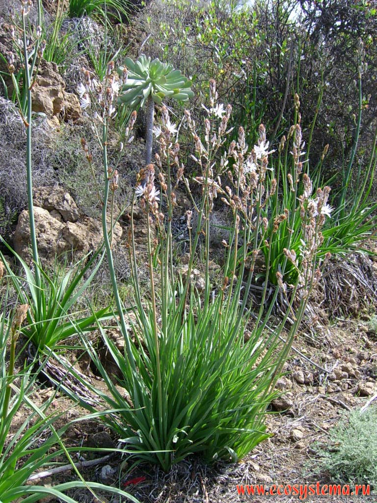 Венечник ветвистый (Anthericum ramosum) (подсемейство Антериковые -
Anthericoideae, семейство Лилейные — Liliaceae).
Прибрежная полупустынная зона высотной поясности
(0-600 м над уровнем моря)