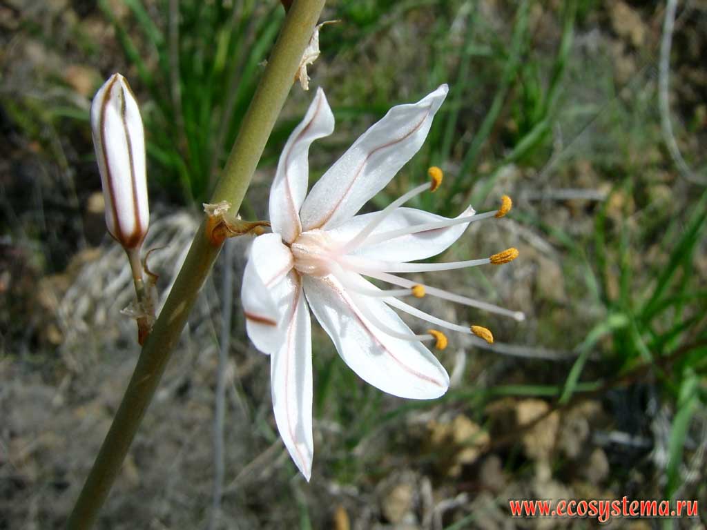 The flower (blossom) of the St. Bernard's Lily (Anthericum ramosum). Coastal semidesert altitude zone. Tenerife Island, Canary Archipelago