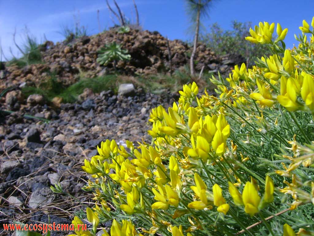 Corazoncillo (Lotus campylocladus, Fabaceae) — the endemic of the Canary Islands.
Dry xerophytic lava and scoria zone (2000-2500 meters above sea level). Tenerife Island, Canary Archipelago