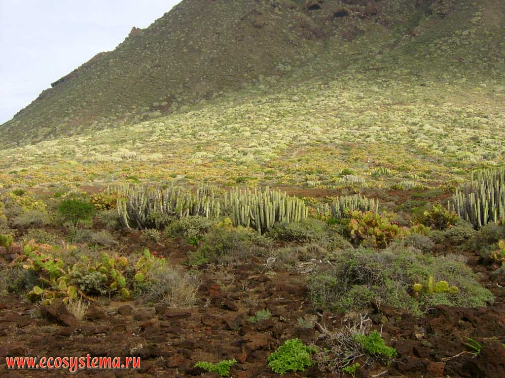 Xerophytic community with Eltham Indian Fig, or Sweet Prickly Pear (Opuntia dillenii) and Canary Island Spurge, or Hercules Club (Euphorbia canariensis) on the old lava plateau.
Coastal semidesert altitude zone, Teno peninsula. North-west coast of the Tenerife Island, Canary Archipelago