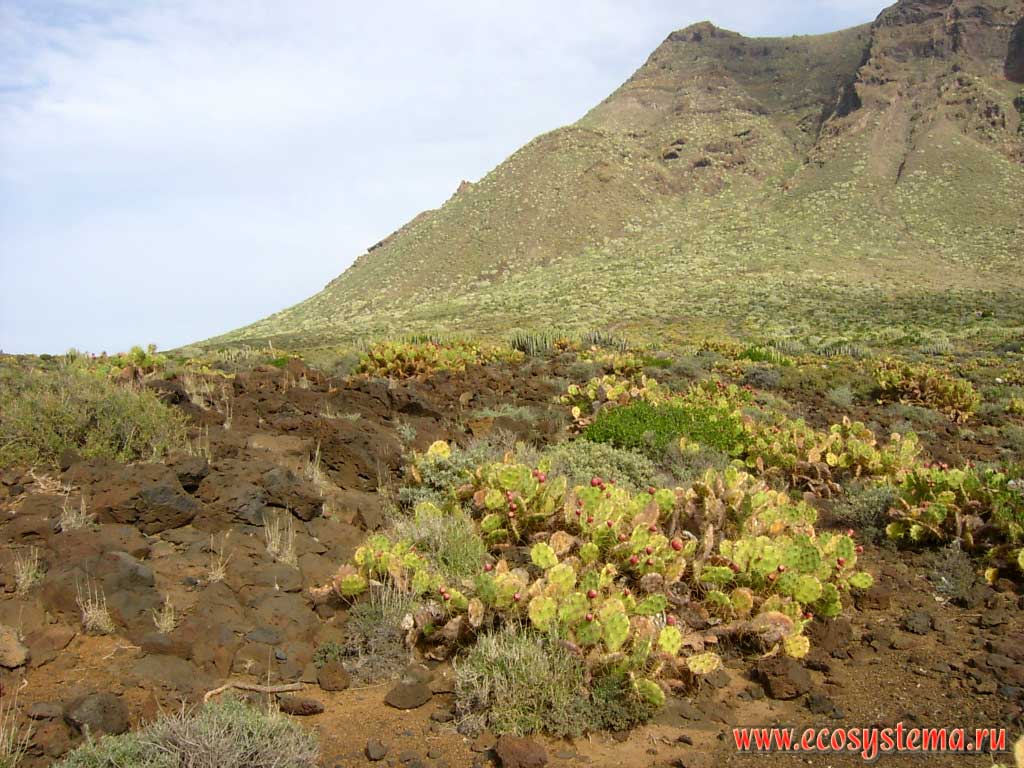 Ксерофитное сообщество с преобладанием опунции Диллена
(Opuntia dillenii ) и молочая канарского (Euphorbia canariensis) на старой лаве.
Полуостров Тено. Прибрежная полупустынная зона высотной поясности
(0-600 м над уровнем моря)