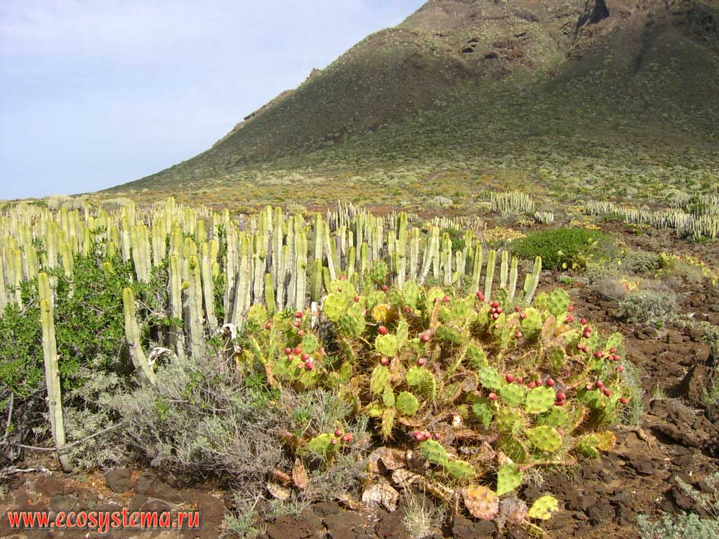 Xerophytic community with Eltham Indian Fig, or Sweet Prickly Pear (Opuntia dillenii) and Canary Island Spurge, or Hercules Club (Euphorbia canariensis) on the old lava plateau.
Coastal semidesert altitude zone, Teno peninsula. North-west coast of the Tenerife Island, Canary Archipelago