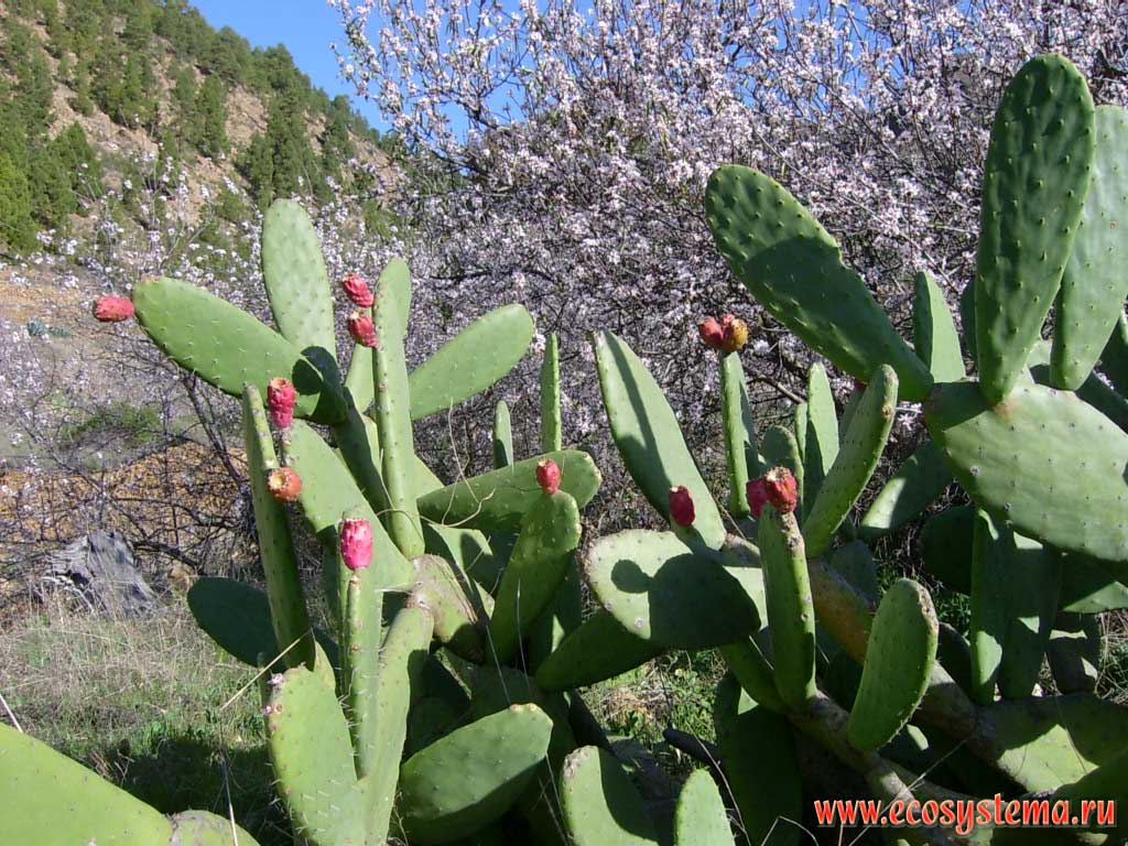Almond (Prunus amygdalus = Amygdalus communis) and Indian Fig Opuntia (Opuntia ficus-indica).
Temperate deciduous forest zone (500-800 meters above sea level). Tenerife Island, Canary Archipelago