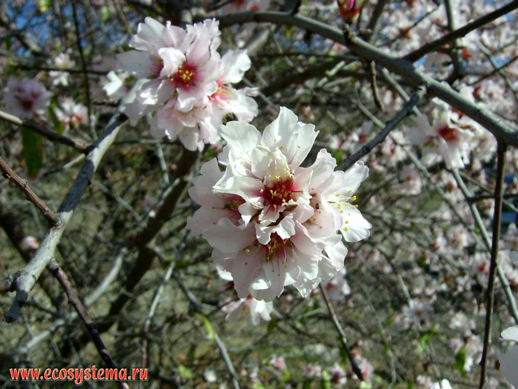 Цветок миндаля обыкновенного (Prunus amygdalus = Amygdalus communis)
(семейство Розоцветные, или Розовые — Rosaceae)