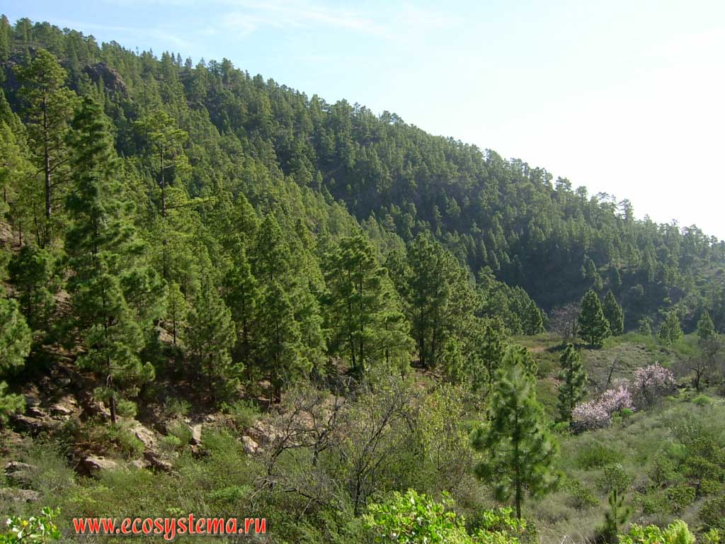 Temperate light coniferous forest zone (600-800 meters above sea level) with Canary Island pine
(Pinus canariensis) — the endemic of the Canary Islands. Tenerife Island, Canary Archipelago