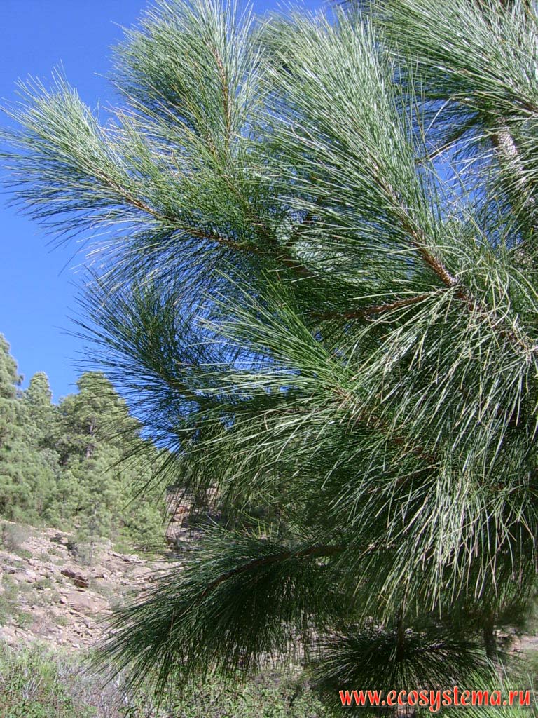 Canary Island pine (Pinus canariensis) — the endemic of the Canary Islands.
Temperate coniferous forest zone (800-1500 meters above sea level). Tenerife Island, Canary Archipelago