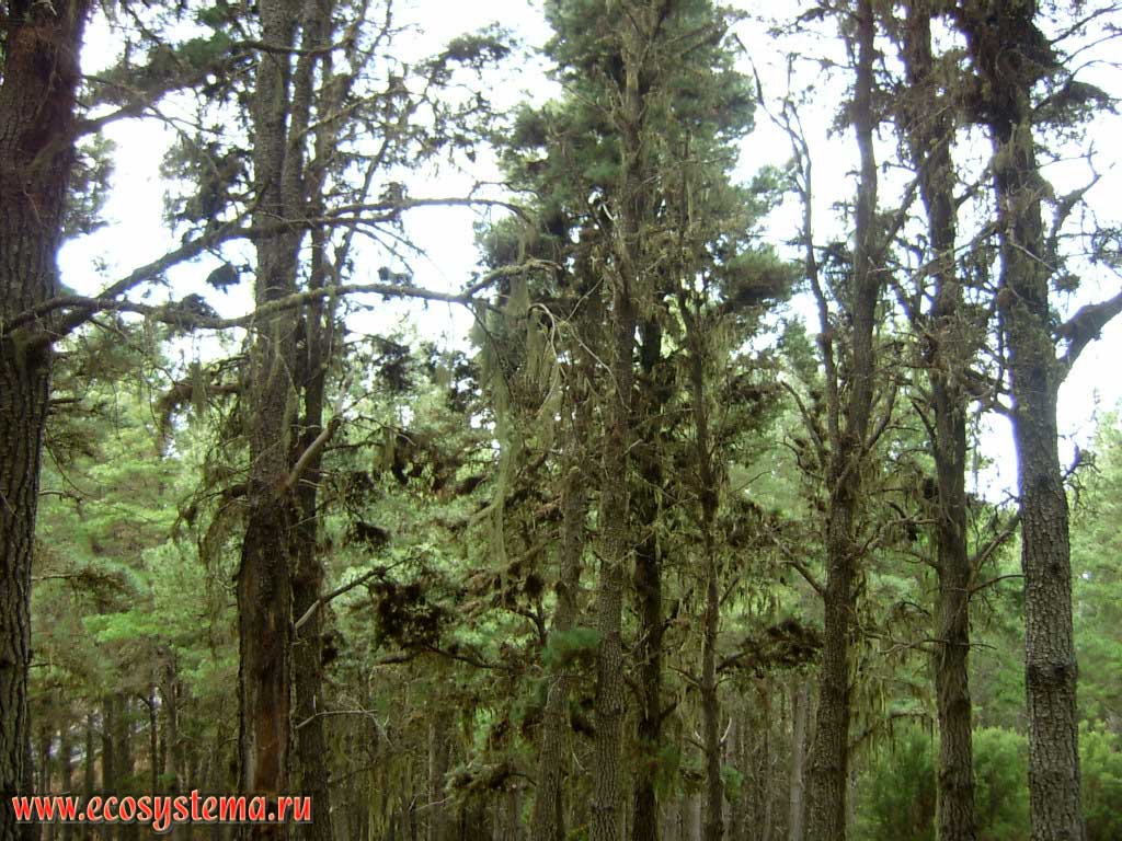 Ripe (mature) mountain coniferous forest from Canary Island pine (Pinus canariensis).
The trees are covered with Parmeliaceae lichens (probably Usnea articulata). Temperate coniferous forest zone (800-1500 meters above sea level). Tenerife Island, Canary Archipelago