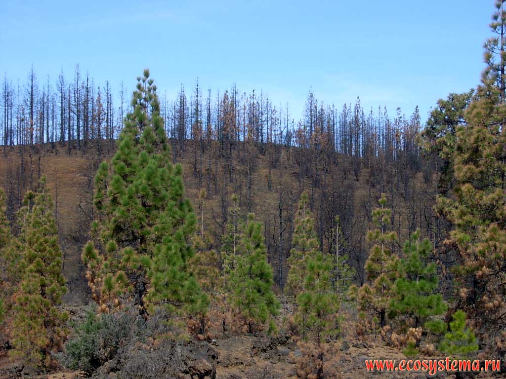 Temperate coniferous forest after the forest fire. Western edge of the Las Canadas caldera (1800 meters above sea level).
Tenerife Island, Canary Archipelago