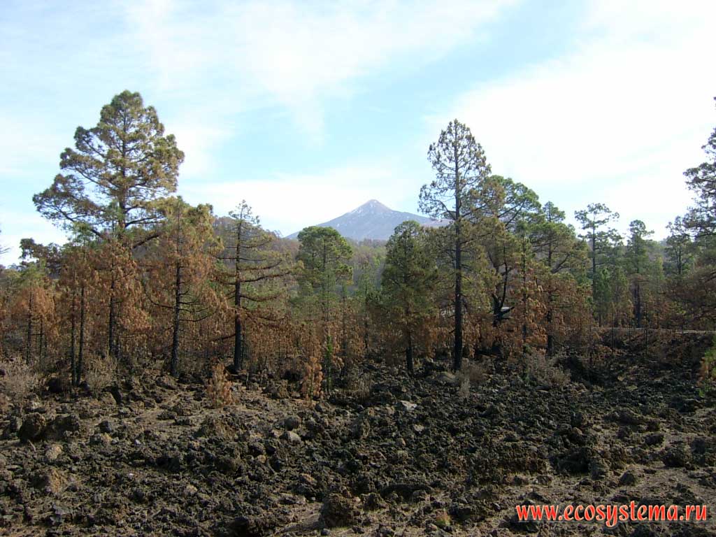 Светлохвойные сосновые леса после низового пожара.
Западная окраина кальдеры Каньядас (De las Canadas). Вдали — конус вулкана
Тейде (Pico del Teide — 3718 м н.у.м.)(высота места съемки — около 1800 м н.у.м.)