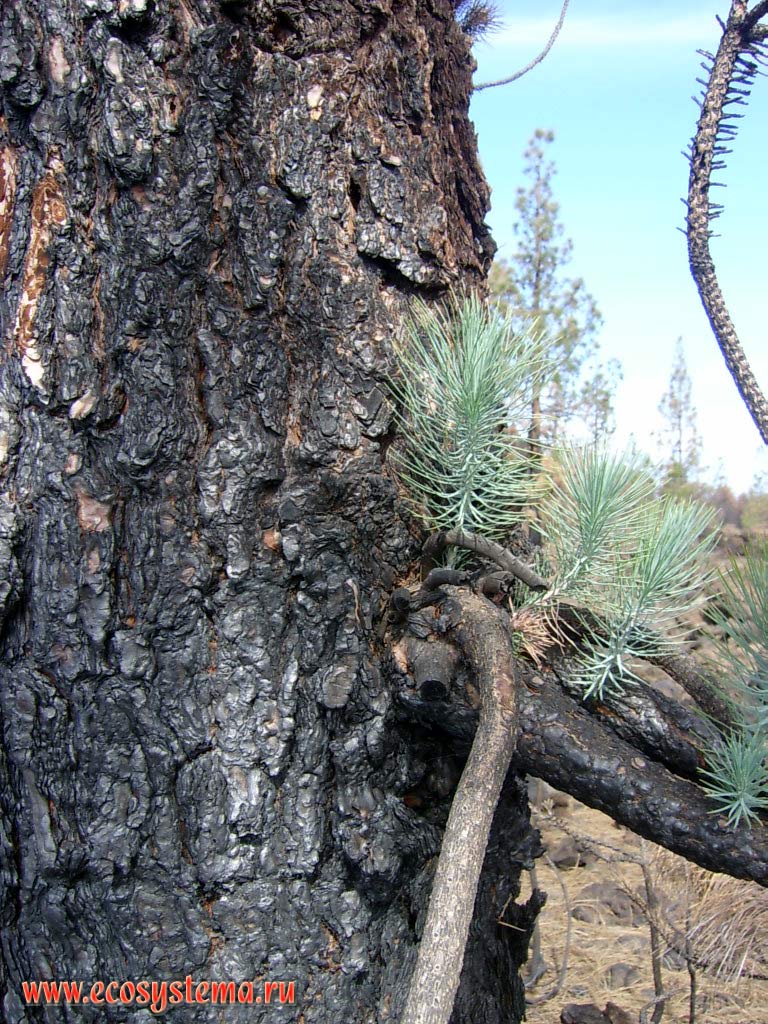 Reforestation of the Canary Island pine (Pinus canariensis) after the fire - tree trunk shoots (young growth).
Tenerife Island, Canary Archipelago