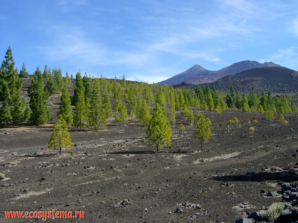 The oppressed (underdeveloped) pine sparse growth on the volcanic lava and clinker (scoria) fields of 2000 years-old eruption.
Dry xerophytic lava and scoria zone (2000-2500 meters above sea level). Tenerife Island, Canary Archipelago