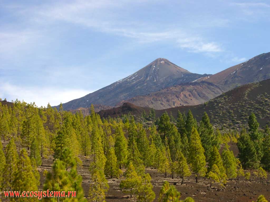 Угнетенные сосновые редколесья на кромке кальдеры Каньядас.
На дальнем плане — конус вулкана Тейде (Pico del Teide — 3718 м н.у.м.) с
хорошо заметными барранкосами на западных склонах.
Зона сухих высокогорных лавовых полей (2000-2500 м над уровнем моря)