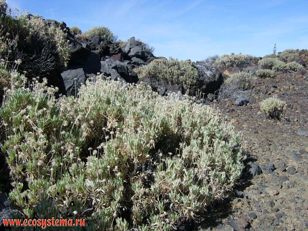 Asteraceae sp. Dry xerophytic lava and scoria zone (2000-2500 meters above sea level). Tenerife Island, Canary Archipelago