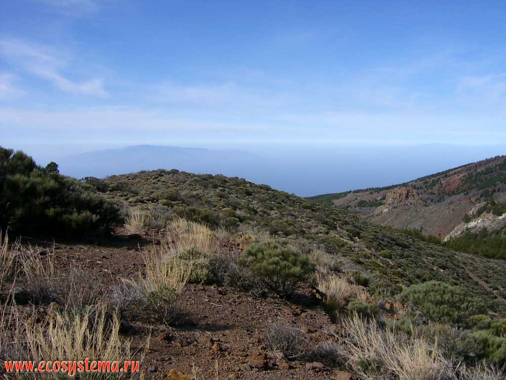 Dry xerophytic lava and scoria field covered with Teide Broom (Spartocytisus supranubius).
2200 meters above sea level. Tenerife Island, Canary Archipelago