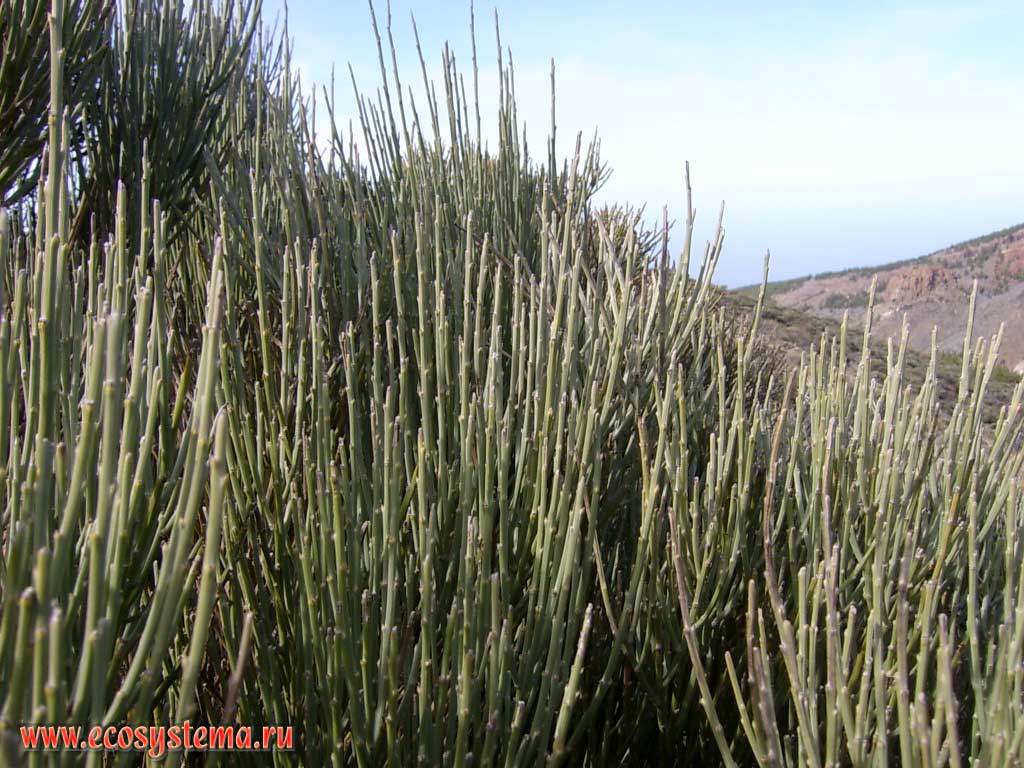 The Teide Broom (Spartocytisus supranubius) shrub.
Dry xerophytic lava and scoria zone (2000-2500 meters above sea level). Tenerife Island, Canary Archipelago
