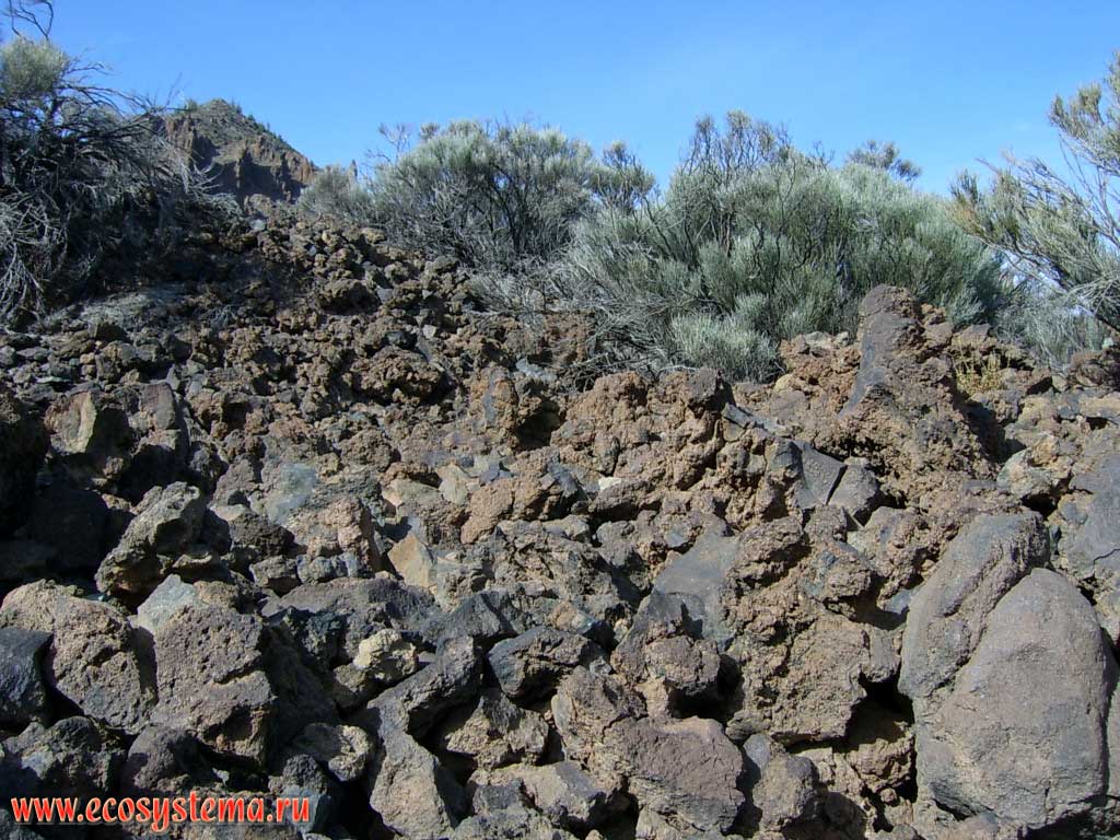 Застывшая лава 2000-летней давности у подножия вулкана Вьехо
заросшая дроком Тейде (Spartocytisus supranubius).
Высота 2400 м над уровнем моря