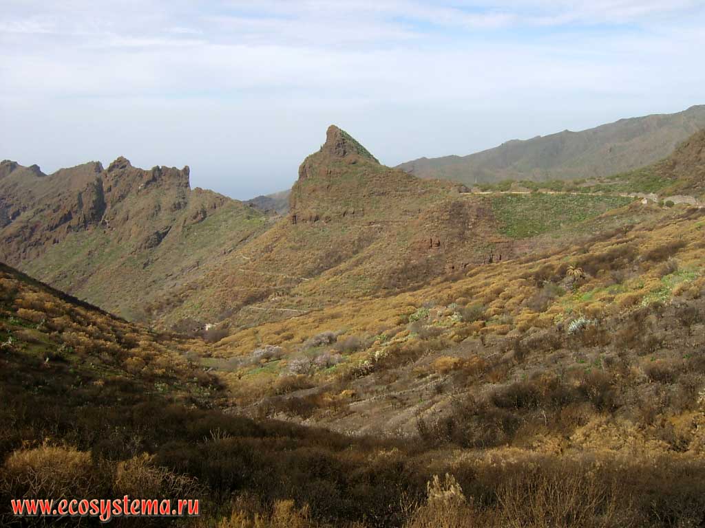 Среднегорная ксерофитная растительность в долине Маска (Masca)
на полуострове Тено (Teno). Высота — 700 м над уровнем моря