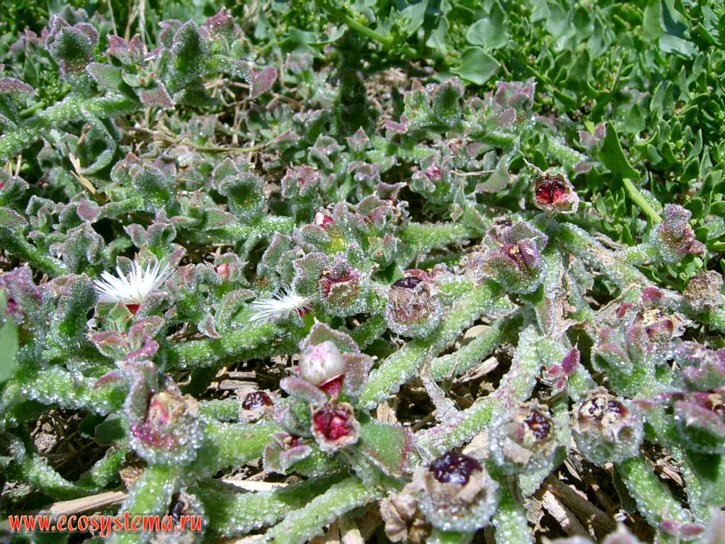 Мезембриантемум хрустальный, или хрустальная трава, или ледяная трава
(Mesembryanthemum crystallinum) (семейство Аизовые — Aizoaceae, порядок
Гвоздичноцветные — Caryophyllales)