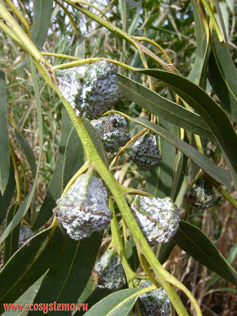 Бутоны эвкалипта — приречного (Eucalyptus camaldulensis) или красного лесного
(Eucalyptus tereticornis) (только эти два вида встречаются на Тенерифе)
(семейство Миртовые — Myrtaceae)