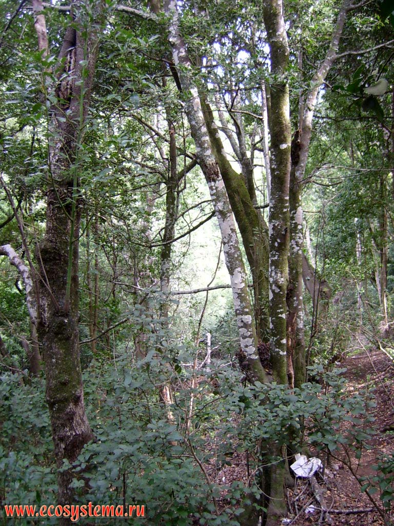 Влажный вечнозеленый тропический лес с преобладанием
лавра канарского (Laurus novocanariensis)(семейство Лавровые — Lauraceae)
(лавровый лес)